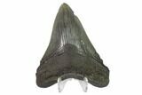 3.70" Fossil Megalodon Tooth - South Carolina - #130807-2